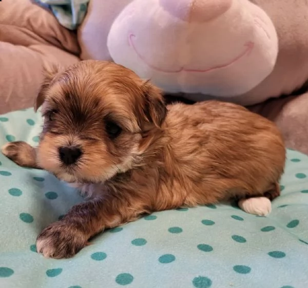 cuccioli di mix maltese havanese
