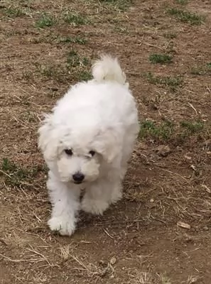 [at]!23 barboncino toy miniature bianco | Foto 1