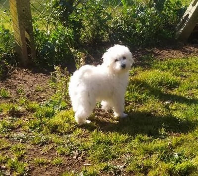 [at]!23 barboncino toy miniature bianco | Foto 0