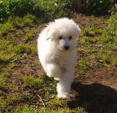 [at]!23 barboncino toy miniature bianco