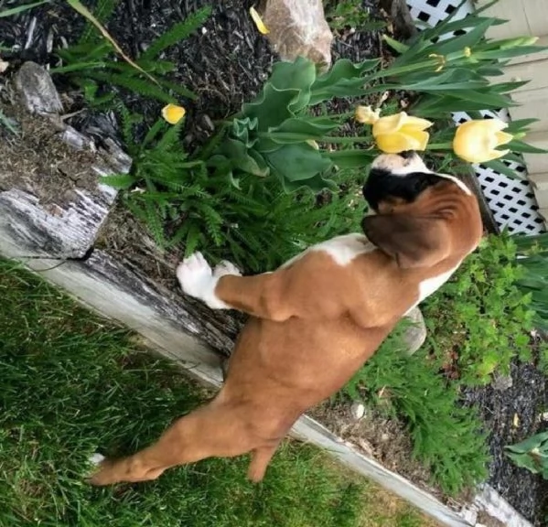  regalo estremamente carino cuccioli di boxer per l'adozione sono a casa sollevati e vasino addestra