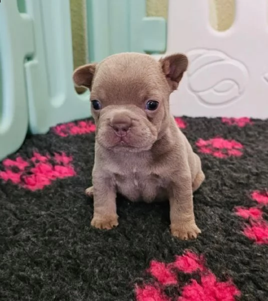 cuccioli di bulldog francese maschi e femmine con pedigree | Foto 0