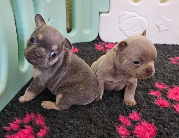 cuccioli di bulldog francese maschi e femmine con pedigree