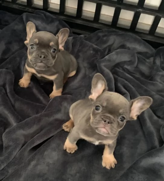 cuccioli di bulldog francese blu marrone chiaro