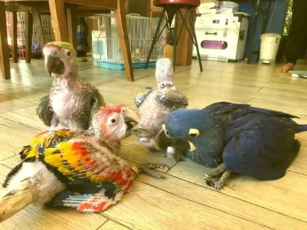 pappagalli sani e uova di pappagallo fertili 