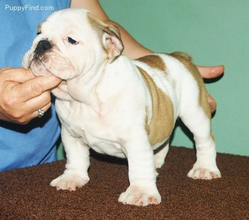 cuccioli bulldog inglese per l'adozione  !!