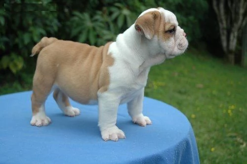 cuccioli bulldog inglese per l'adozione//.,