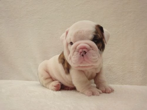cuccioli bulldog inglese per l'adozione.....