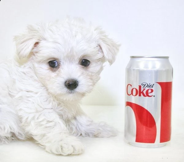 cuccioli di maltese !!..