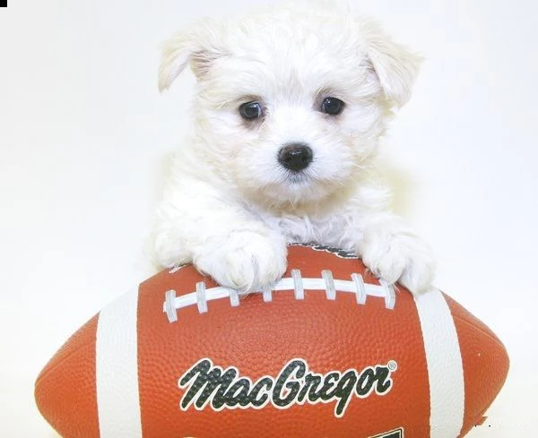 cuccioli di maltese ...!