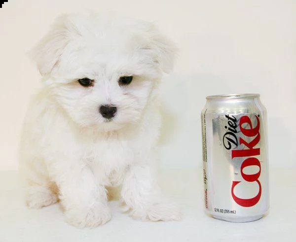 cuccioli di maltese !#!#!#!