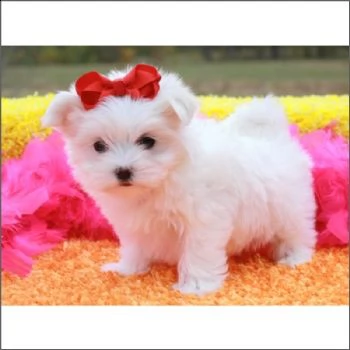 cuccioli di maltese ?
