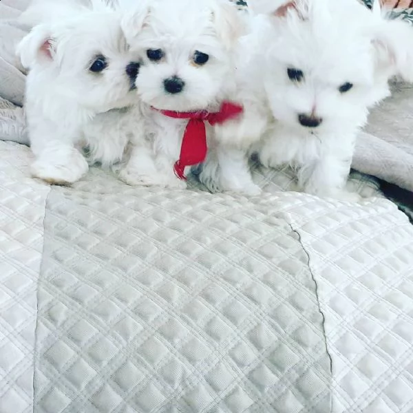 maltese cuccioli sani per case amorevoli.