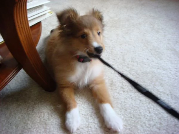 cuccioli di shetland sheepdog | Foto 0