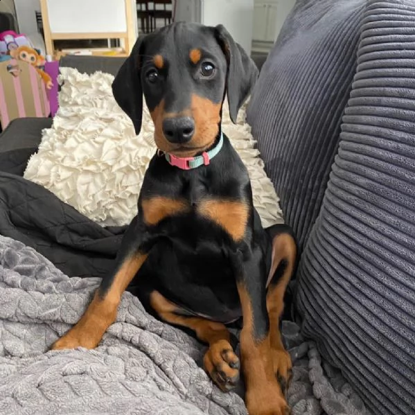 cuccioli sani per case amorevoli | Foto 0