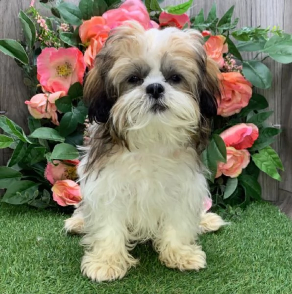 molto sani e bella cuccioli di shih tzu per regalo