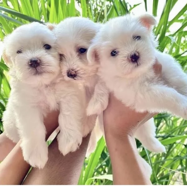 regalo  maltese mini toy¥ | Foto 0