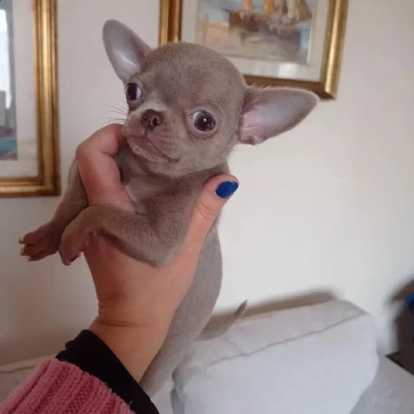 chihuahua cuccioli sani per case amorevoli | Foto 3