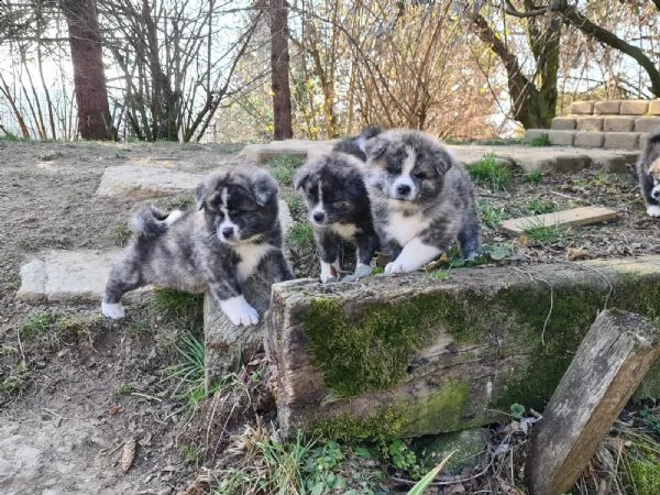bellissimi cuccioli di akita inu | Foto 2
