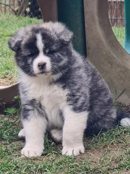 bellissimi cuccioli di akita inu | Foto 1
