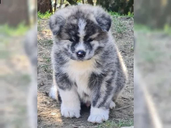 bellissimi cuccioli di akita inu | Foto 0