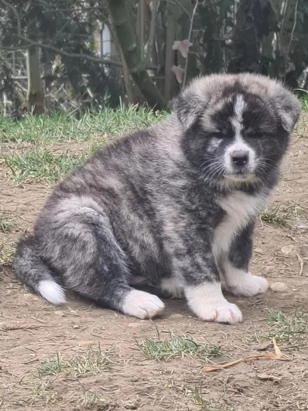 bellissimi cuccioli di akita inu