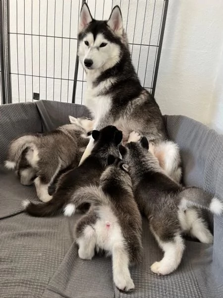 bellissimo cucciolo di husky siberiano con entrambi occhi azzurri | Foto 3