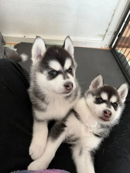 bellissimo cucciolo di husky siberiano con entrambi occhi azzurri | Foto 1