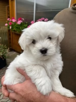 meraviglioso maltese toy italiano vaccinato | Foto 1