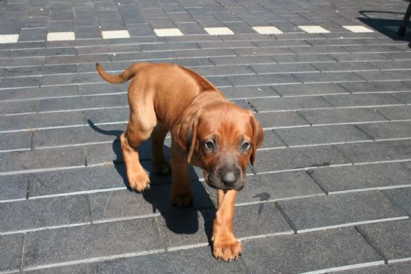 cuccioli rhodesian ridgeback