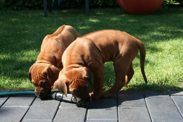 cuccioli rhodesian ridgeback | Foto 0