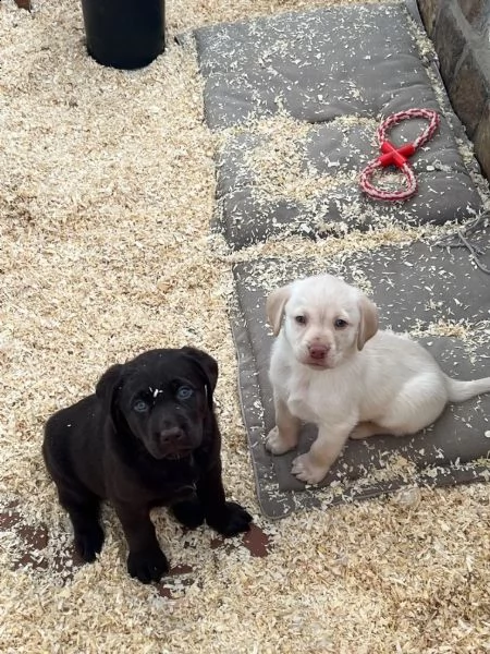 cuccioli di labrador cioccolato con pedigree | Foto 6