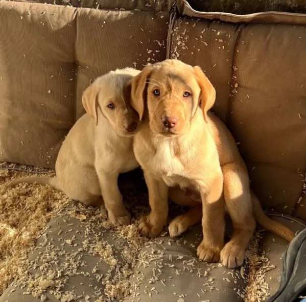 cuccioli di labrador cioccolato con pedigree | Foto 5
