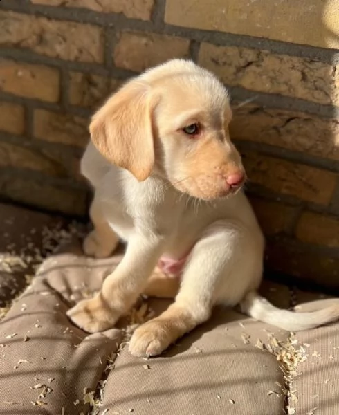 cuccioli di labrador cioccolato con pedigree | Foto 4