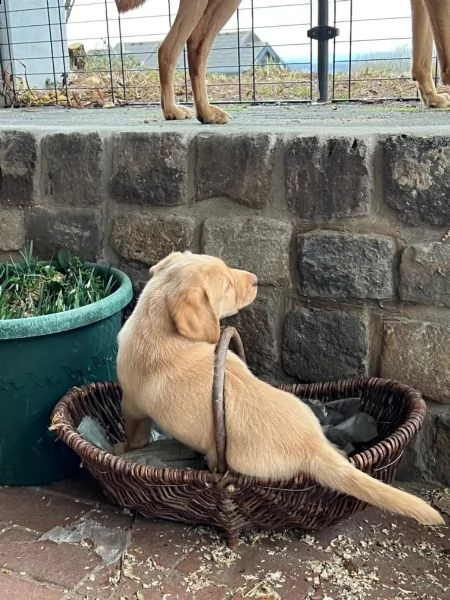 cuccioli di labrador cioccolato con pedigree | Foto 3
