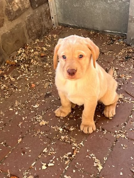 cuccioli di labrador cioccolato con pedigree | Foto 2