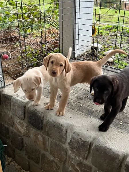 cuccioli di labrador cioccolato con pedigree | Foto 1