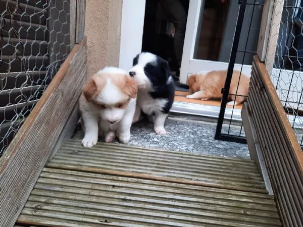 cuccioli border collie tricolor blu merle sable nero marrone | Foto 4