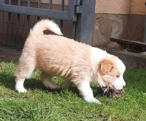 cuccioli border collie tricolor blu merle sable nero marrone | Foto 2
