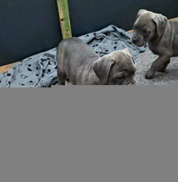 cane corso colore grigio blu e marone  con pedigree