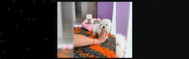 cuccioli maltesi maschio e femmina | Foto 0