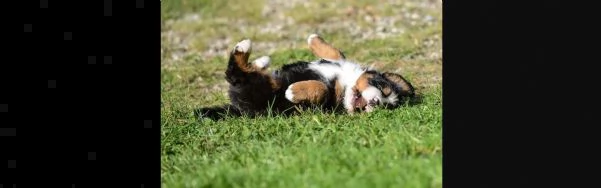 meravigliosi cuccioli di bovaro del bernese | Foto 1