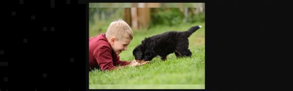 meravigliosi cuccioli di bovaro del bernese | Foto 0
