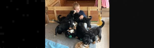 meravigliosi cuccioli di bovaro del bernese