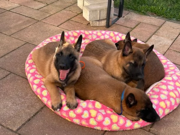 cuccioli di belga malinois maschi e femmine da genitori sani | Foto 2