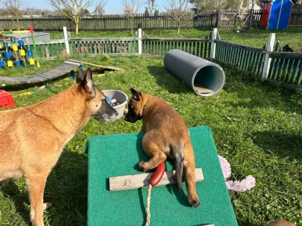 cuccioli di belga malinois maschi e femmine da genitori sani | Foto 0