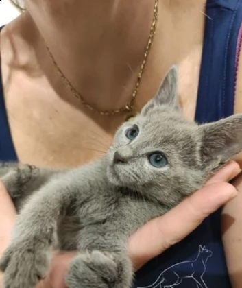 gattino blue di russia