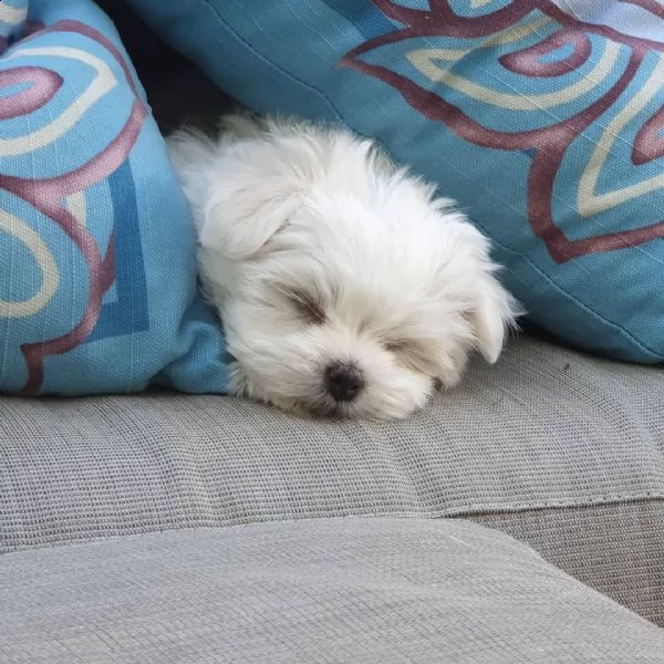 maltese cuccioli sani per case amorevoli | Foto 1