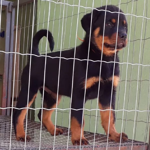 rottweiler cuccioli sani per case amorevoli | Foto 0