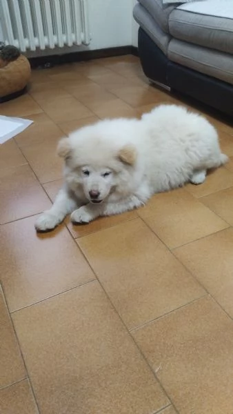 CHOW CHOW 5 MESI